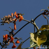 Erythrina fusca Lour.